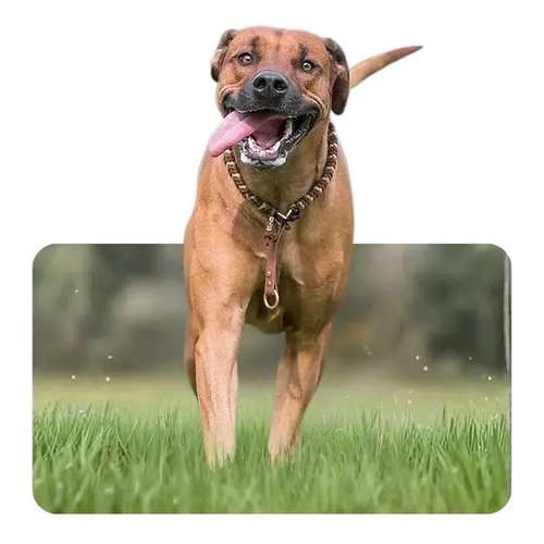 Hundeauslaufgebiet-Wolf's Instinkte - Deine Hundeschule-Bild