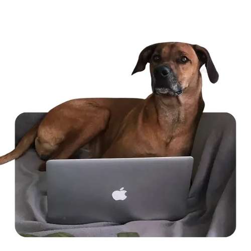 Hundeauslaufgebiet-Wolf's Instinkte - Deine Hundeschule-Bild