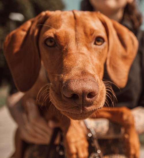 Hundeauslaufgebiet-Pawsitivefood-Bild