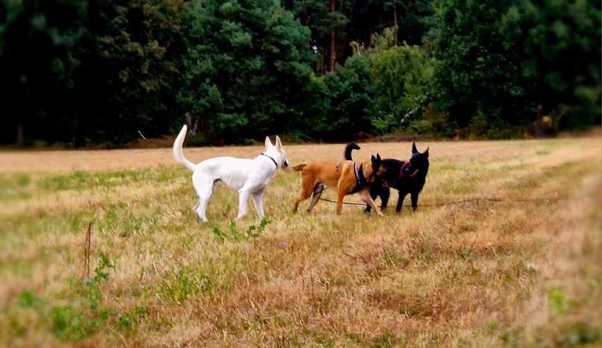 Hundeauslaufgebiet-Oli YaKnow-Bild