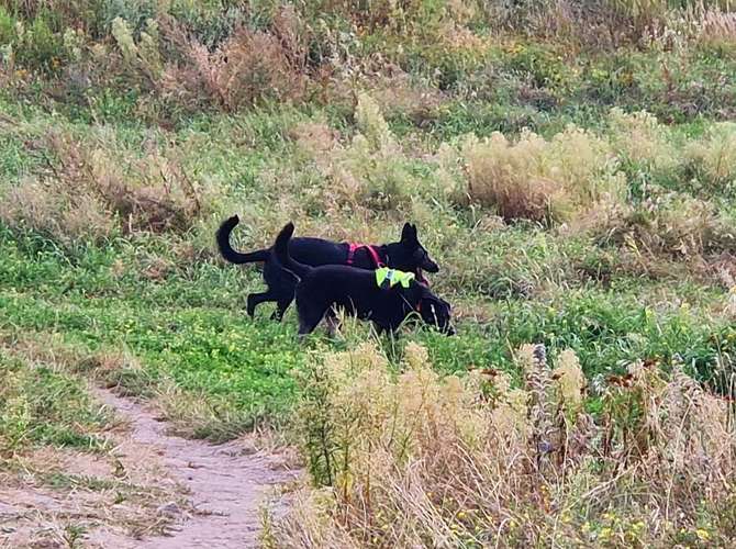 Hundeauslaufgebiet-Oli YaKnow-Bild