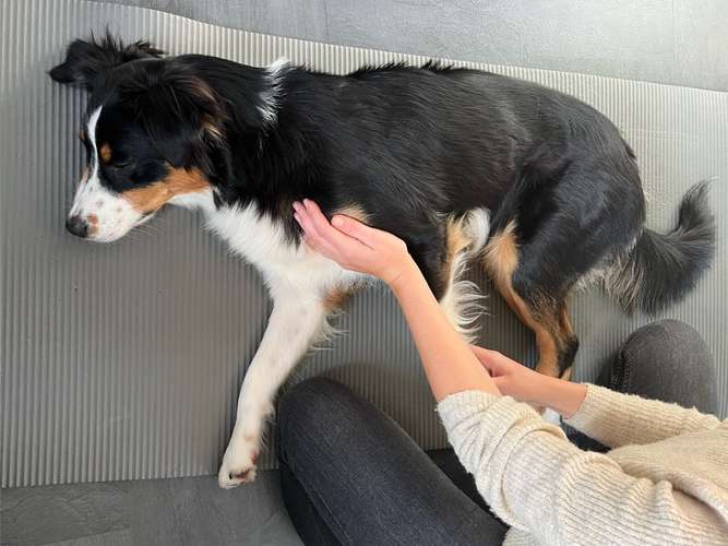 Hundeauslaufgebiet-Tiertherapie Ina Bradatsch-Bild