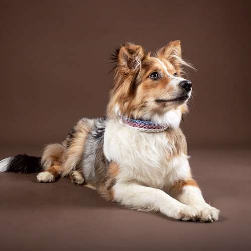 Hundeauslaufgebiet-Bänsch Fotografie-Bild