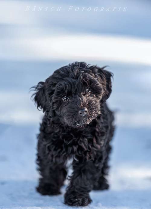 Hundeauslaufgebiet-Bänsch Fotografie-Bild