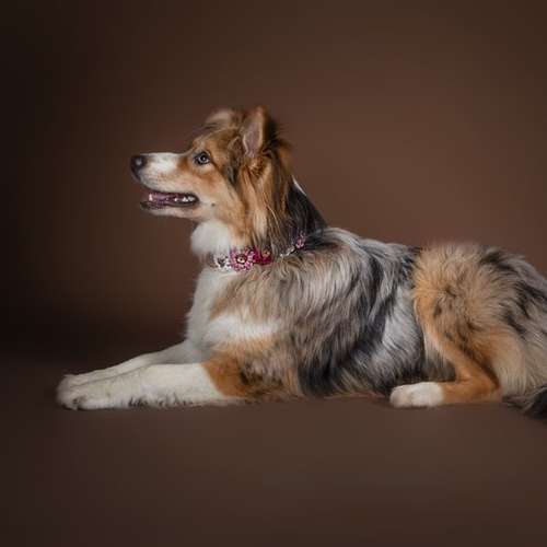Hundeauslaufgebiet-Bänsch Fotografie-Bild