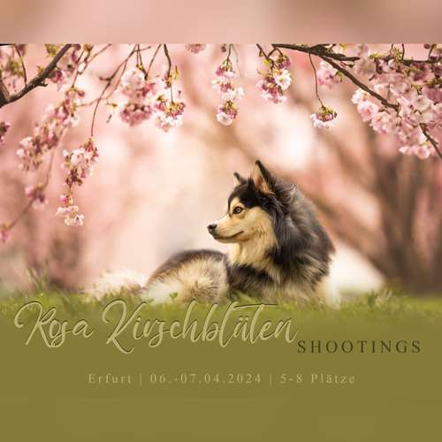 Hundeauslaufgebiet-Bänsch Fotografie-Bild