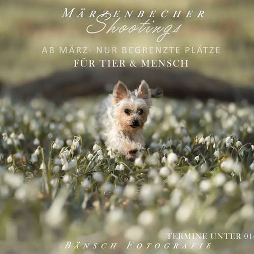 Hundeauslaufgebiet-Bänsch Fotografie-Bild