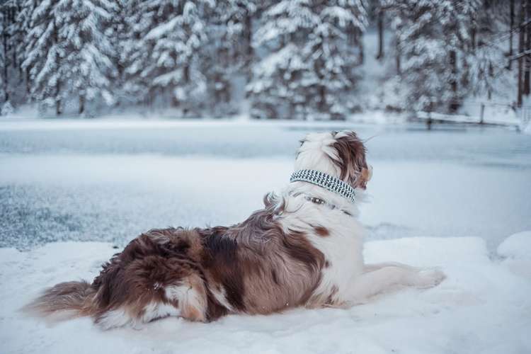 Hundeauslaufgebiet-Bänsch Fotografie-Bild