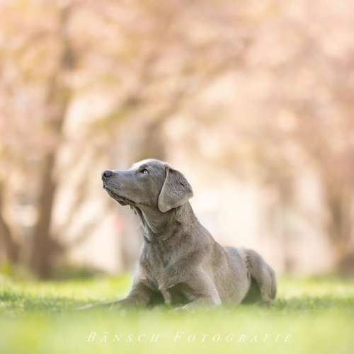 Hundeauslaufgebiet-Bänsch Fotografie-Bild