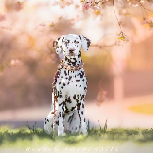 Hundeauslaufgebiet-Bänsch Fotografie-Bild