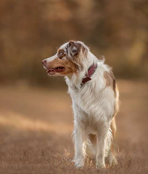 Hundeauslaufgebiet-Bänsch Fotografie-Bild