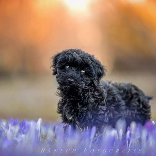 Hundeauslaufgebiet-Bänsch Fotografie-Bild