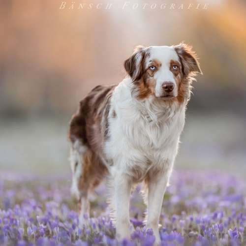 Hundeauslaufgebiet-Bänsch Fotografie-Bild