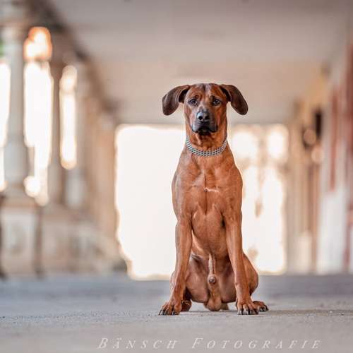 Hundeauslaufgebiet-Bänsch Fotografie-Bild