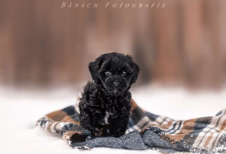 Hundeauslaufgebiet-Bänsch Fotografie-Bild