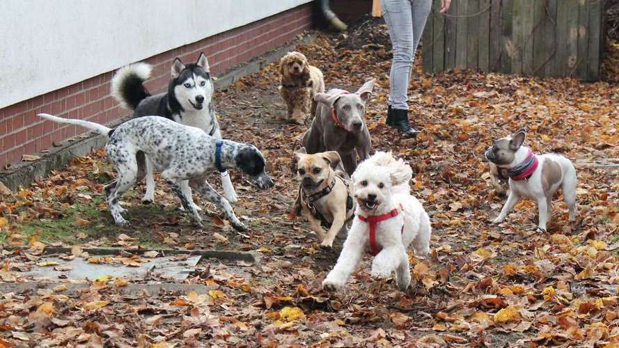 Hundeauslaufgebiet-Four Dogs-Bild