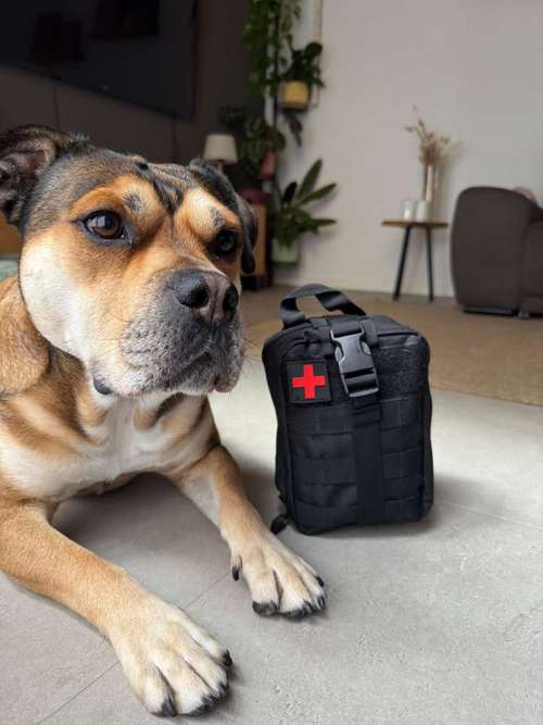 Hundeauslaufgebiet-Bunte Hunden - Hundetraining-Bild