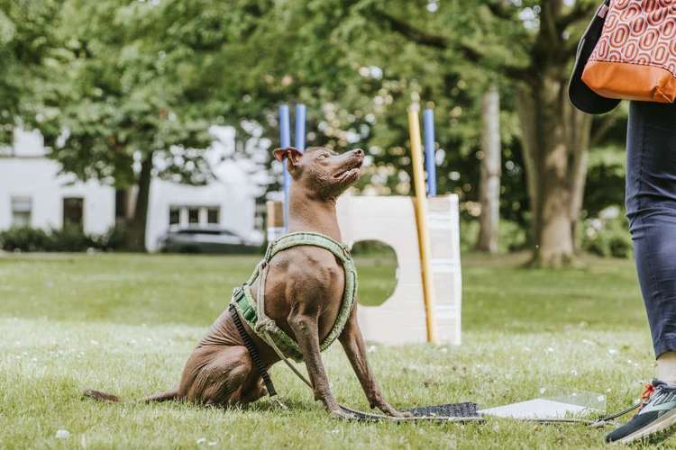 Hundeauslaufgebiet-Bunte Hunden - Hundetraining-Bild