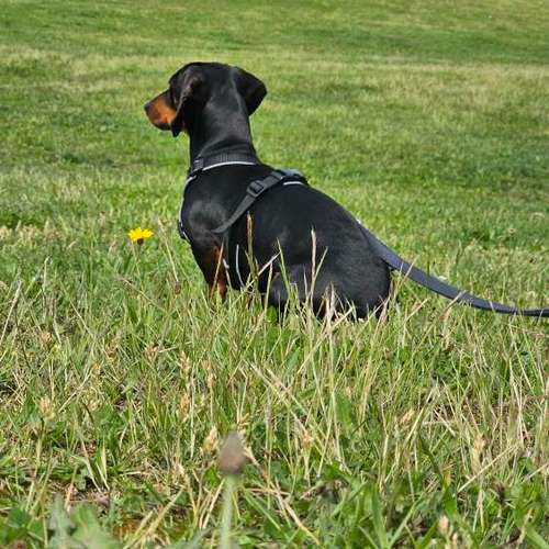 Hundeauslaufgebiet-Hundeschule Frankfurt Claudia Mantke-Bild