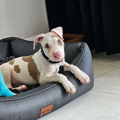 Hundeauslaufgebiet-Hundeschule Frankfurt Claudia Mantke-Bild