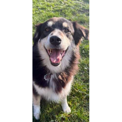 Hundeauslaufgebiet-Hundeschule Frankfurt Claudia Mantke-Bild
