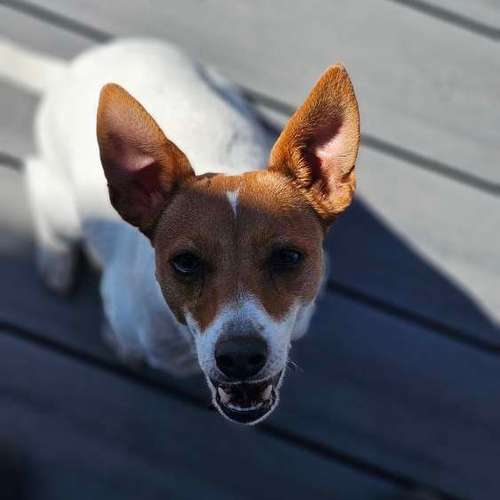 Hundeauslaufgebiet-Hundeschule Frankfurt Claudia Mantke-Bild