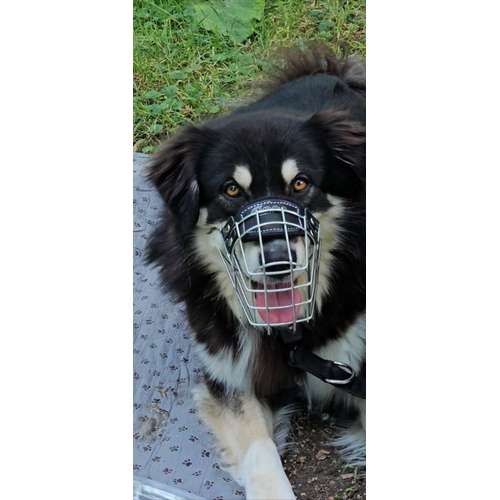 Hundeauslaufgebiet-Hundeschule Frankfurt Claudia Mantke-Bild