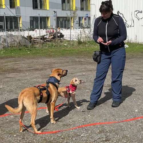 Hundeauslaufgebiet-Hundeschule Frankfurt Claudia Mantke-Bild