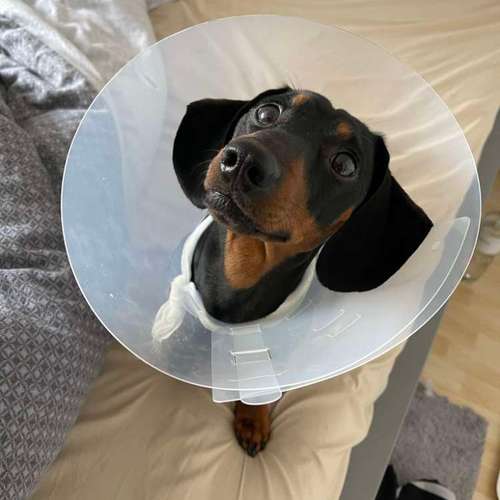 Hundeauslaufgebiet-Hundeschule Frankfurt Claudia Mantke-Bild