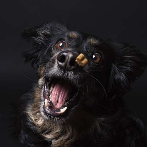 Hundeauslaufgebiet-Carlo Quast Fotografie-Bild