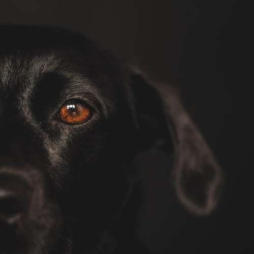 Hundeauslaufgebiet-Carlo Quast Fotografie-Bild