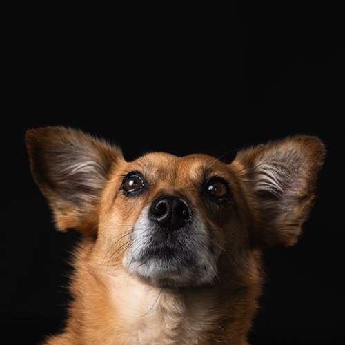 Hundeauslaufgebiet-Carlo Quast Fotografie-Bild