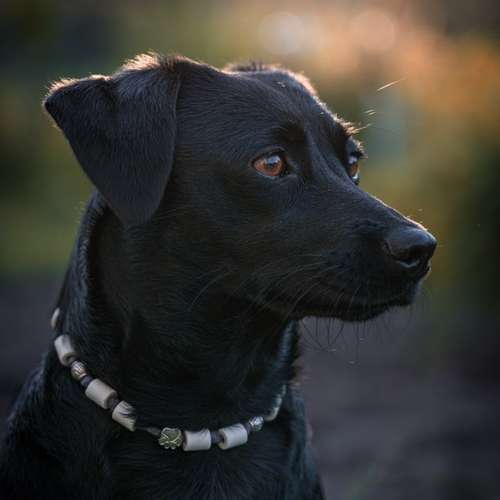 Hundeauslaufgebiet-Carlo Quast Fotografie-Bild
