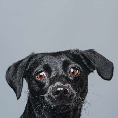 Hundeauslaufgebiet-Carlo Quast Fotografie-Bild