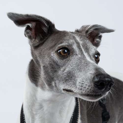 Hundeauslaufgebiet-Carlo Quast Fotografie-Bild