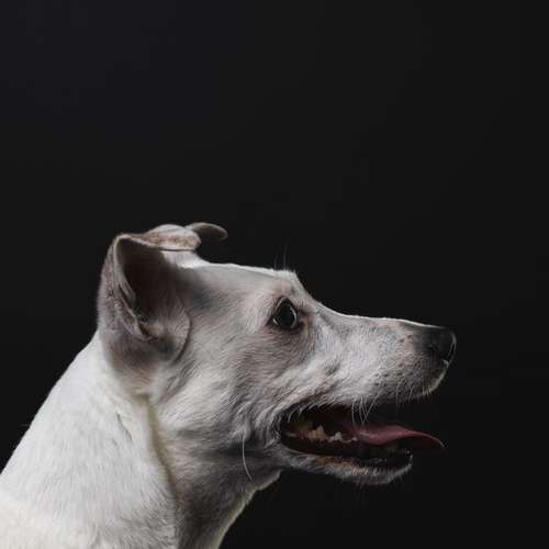 Hundeauslaufgebiet-Carlo Quast Fotografie-Bild