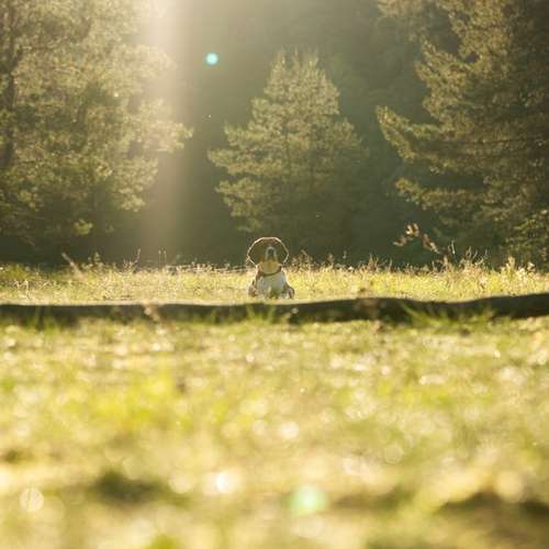 Hundeauslaufgebiet-Carlo Quast Fotografie-Bild