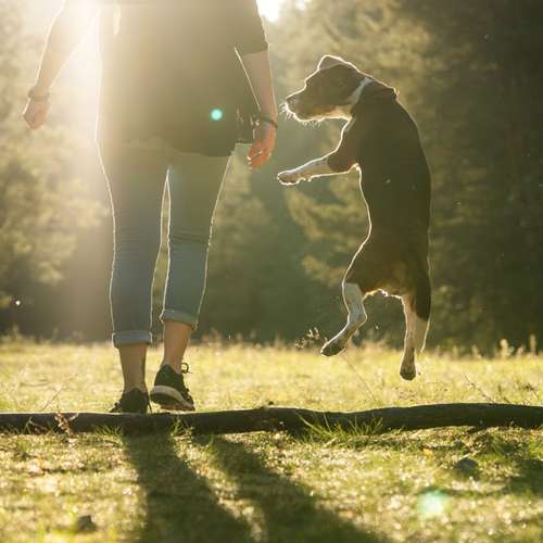 Hundeauslaufgebiet-Carlo Quast Fotografie-Bild