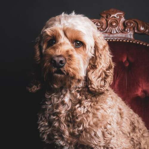 Hundeauslaufgebiet-Carlo Quast Fotografie-Bild