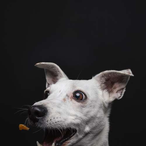 Hundeauslaufgebiet-Carlo Quast Fotografie-Bild
