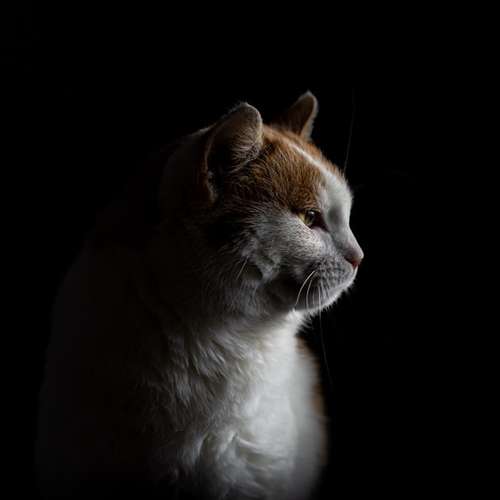 Hundeauslaufgebiet-Carlo Quast Fotografie-Bild