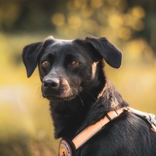 Hundeauslaufgebiet-Carlo Quast Fotografie-Bild