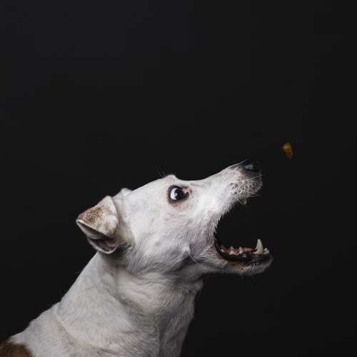 Hundeauslaufgebiet-Carlo Quast Fotografie-Bild