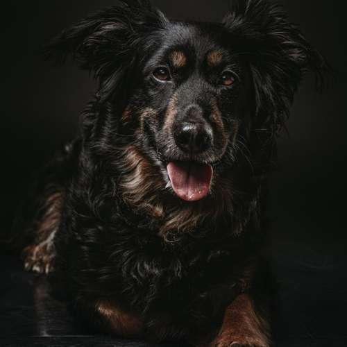 Hundeauslaufgebiet-Carlo Quast Fotografie-Bild