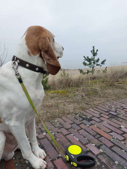 Hundeauslaufgebiet-Mantrailing Specialists-Bild