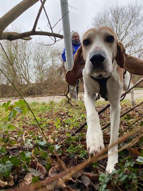 Hundeauslaufgebiet-Mantrailing Specialists-Bild