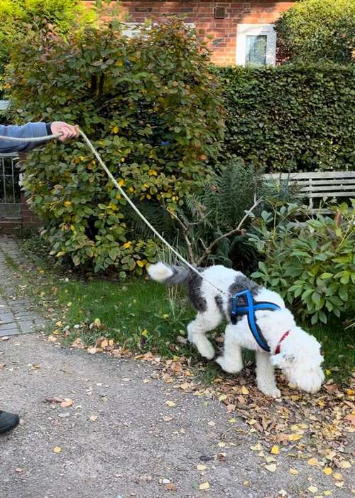 Hundeauslaufgebiet-Sandra  Peters-Bild