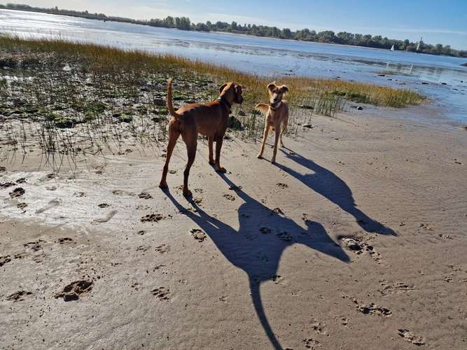 Hundeauslaufgebiet-Sandra  Peters-Bild