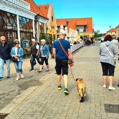 Hundeauslaufgebiet-Mobile Hundeschule Ammersbek-Bild
