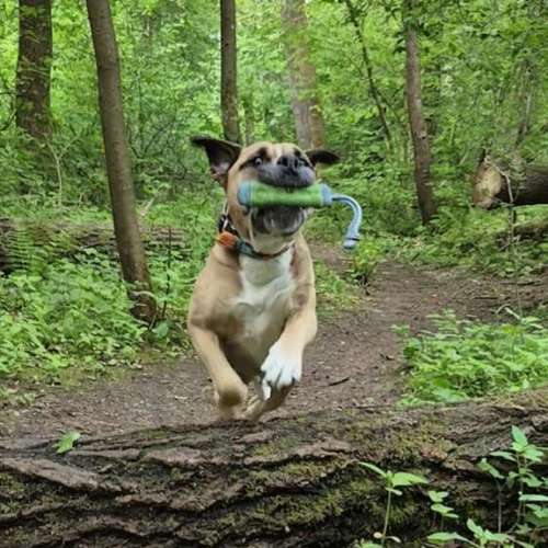 Hundeauslaufgebiet-Mobile Hundeschule Ammersbek-Bild